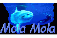 Tilburg Duikclub Mola Mola